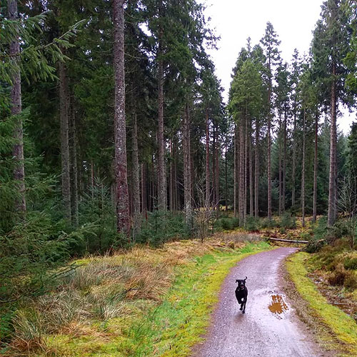 Kielder Water & Forest