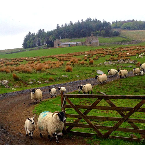 Country Walks