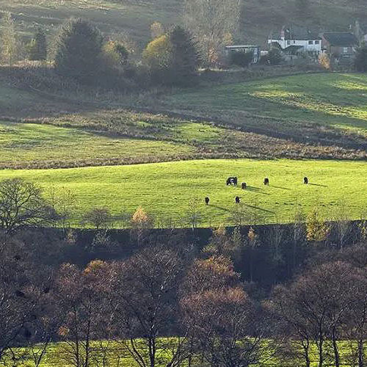 Falstone Circular Walk
