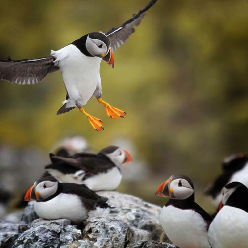 Farne Islands