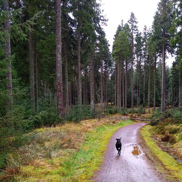 Kielder Water & Forest Park