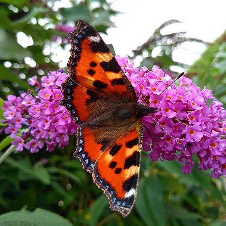 Northumberland Walks & Wildlife